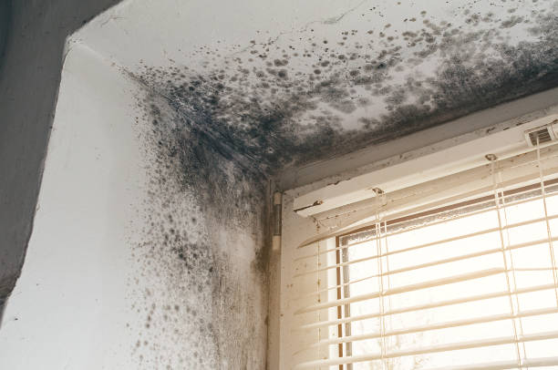 Affordable Hvac And Air Duct Mold Remediation solutions in Forest Lake, IL